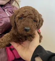 Moose, a male Miniature Goldendoodle for sale in Quarryville, PA – Photo 6 of 7