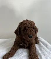 Moose, a male Miniature Goldendoodle for sale in Quarryville, PA – Photo 4 of 7