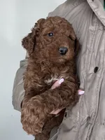 Moose, a male Miniature Goldendoodle for sale in Quarryville, PA – Photo 2 of 7