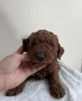 Moose, a male Miniature Goldendoodle for sale in Quarryville, PA – Photo 5 of 7