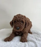 Moose, a male Miniature Goldendoodle for sale in Quarryville, PA – Photo 3 of 7