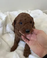 Moose, a male Miniature Goldendoodle for sale in Quarryville, PA – Photo 7 of 7