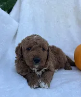 Jax, a male Miniature Goldendoodle for sale in Quarryville, PA – Photo 5 of 6