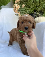 Jax, a male Miniature Goldendoodle for sale in Quarryville, PA – Photo 3 of 6
