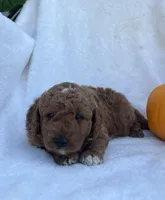 Jax, a male Miniature Goldendoodle for sale in Quarryville, PA – Photo 6 of 6