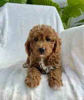 Jax, a male Miniature Goldendoodle for sale in Quarryville, PA – Photo 2 of 6