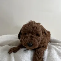 Lucy , a female Miniature Goldendoodle for sale in Quarryville, PA – Photo 8 of 10