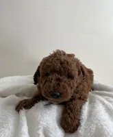 Lucy , a female Miniature Goldendoodle for sale in Quarryville, PA – Photo 4 of 6