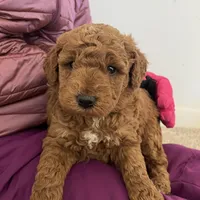 Lucy , a female Miniature Goldendoodle for sale in Quarryville, PA – Photo 10 of 10