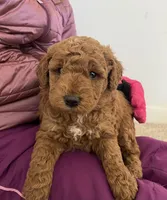 Lucy , a female Miniature Goldendoodle for sale in Quarryville, PA – Photo 6 of 6