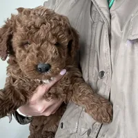 Lucy , a female Miniature Goldendoodle for sale in Quarryville, PA – Photo 7 of 10