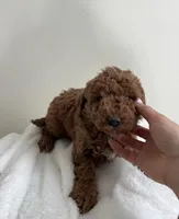 Lucy , a female Miniature Goldendoodle for sale in Quarryville, PA – Photo 3 of 6