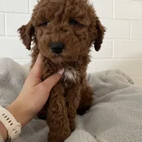 Lucy , a female Miniature Goldendoodle for sale in Quarryville, PA – Photo 3 of 10