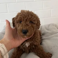 Lucy , a female Miniature Goldendoodle for sale in Quarryville, PA – Photo 4 of 10