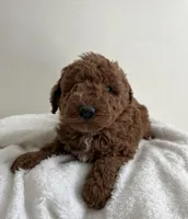 Lucy , a female Miniature Goldendoodle for sale in Quarryville, PA – Photo 1 of 6