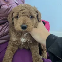 Lucy , a female Miniature Goldendoodle for sale in Quarryville, PA – Photo 9 of 10