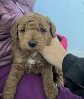 Lucy , a female Miniature Goldendoodle for sale in Quarryville, PA – Photo 5 of 6