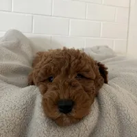 Lucy , a female Miniature Goldendoodle for sale in Quarryville, PA – Photo 5 of 10