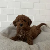 Lucy , a female Miniature Goldendoodle for sale in Quarryville, PA – Photo 6 of 10