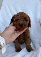 Ginny, a female Miniature Goldendoodle for sale in Quarryville, PA – Photo 3 of 3