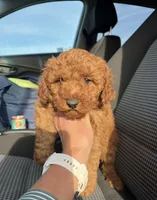 Ginny, a female Miniature Goldendoodle for sale in Quarryville, PA – Photo 2 of 3