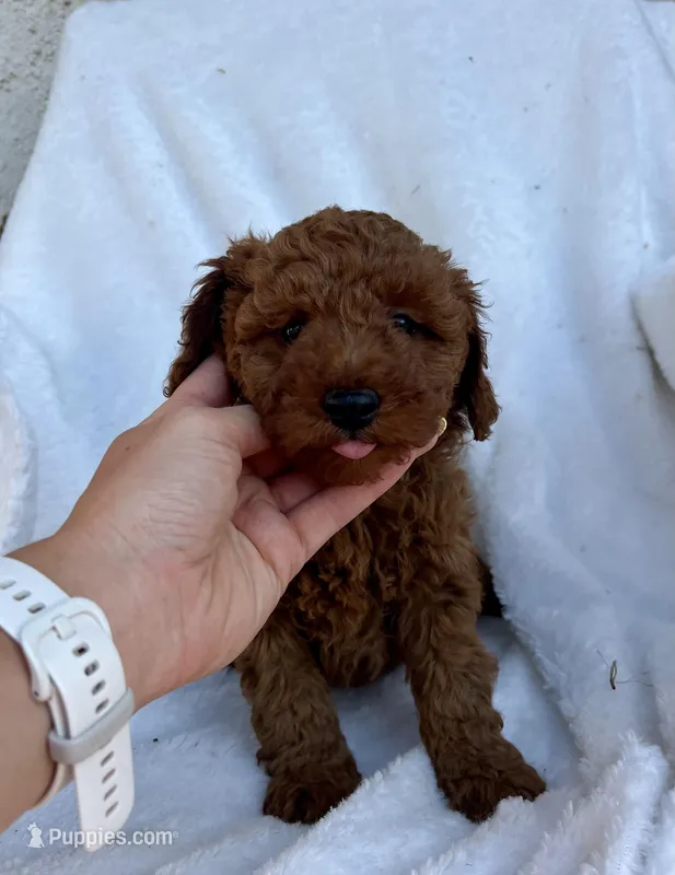 Ginny – Miniature Goldendoodle puppy for sale in Quarryville, PA