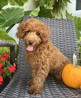 Lola, a female Miniature Goldendoodle for sale in Quarryville, PA – Photo 1 of 6