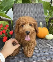 Lola, a female Miniature Goldendoodle for sale in Quarryville, PA – Photo 2 of 6