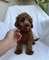 Lola, a female Miniature Goldendoodle for sale in Quarryville, PA – Photo 6 of 6