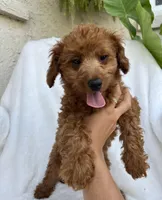 Lola, a female Miniature Goldendoodle for sale in Quarryville, PA – Photo 5 of 6