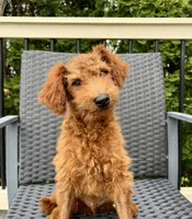  Rex, a male Miniature Goldendoodle for sale in Quarryville, PA – 2 of 3