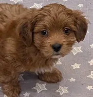 processed/8c3de9a8-1f1d-4f78-ae19-ea9fdfc9c1ea/listing/950b1803-b98d-4236-8b23-7416cdfa4614/06e4da60-4c9d-4ab1-a8f3-16fdf542bcfc