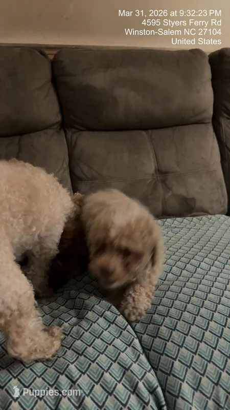 Milo – Poodle - Toy  puppy for sale in Clemmons, NC
