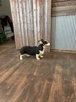 Sandy, a female Pembroke Welsh Corgi for sale in Maquoketa, IA – 4 of 6