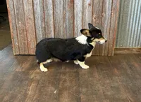 Sommer, a female Pembroke Welsh Corgi for sale in Maquoketa, IA – 4 of 6
