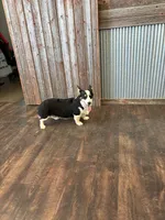 Sandy, a female Pembroke Welsh Corgi for sale in Maquoketa, IA – 2 of 6