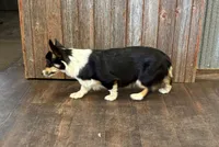 Sommer, a female Pembroke Welsh Corgi for sale in Maquoketa, IA – 2 of 6