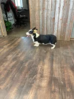 Sandy, a female Pembroke Welsh Corgi for sale in Maquoketa, IA – 3 of 6