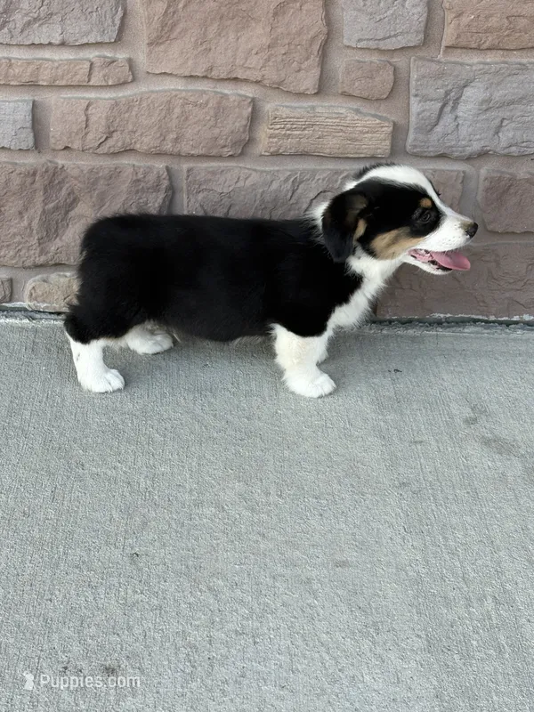 Jax – Pembroke Welsh Corgi puppy for sale in Maquoketa, IA
