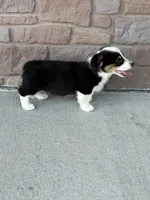 Jax, a male Pembroke Welsh Corgi for sale in Maquoketa, IA – 1 of 5