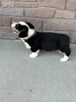 Jax, a male Pembroke Welsh Corgi for sale in Maquoketa, IA – 2 of 5