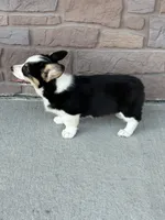 Sandy, a female Pembroke Welsh Corgi for sale in Maquoketa, IA – 3 of 5