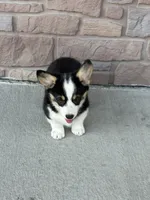 Sandy, a female Pembroke Welsh Corgi for sale in Maquoketa, IA – 2 of 5