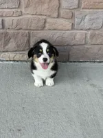 Jax, a male Pembroke Welsh Corgi for sale in Maquoketa, IA – 3 of 5