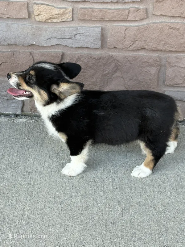 Sommer – Pembroke Welsh Corgi puppy for sale in Maquoketa, IA