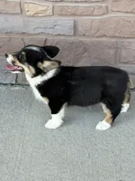 Sommer, a female Pembroke Welsh Corgi for sale in Maquoketa, IA – 1 of 5