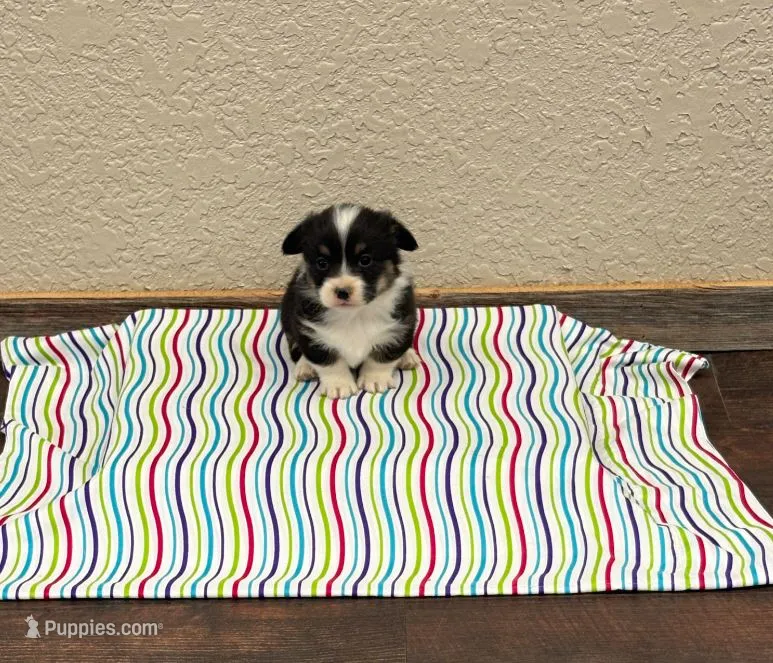 Sommer – Pembroke Welsh Corgi puppy for sale in Middlefield, OH