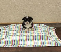 Sommer, a female Pembroke Welsh Corgi for sale in Maquoketa, IA – 1 of 1