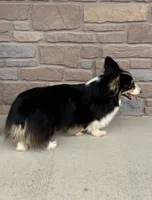 Sommer, a female Pembroke Welsh Corgi for sale in Maquoketa, IA – 5 of 5