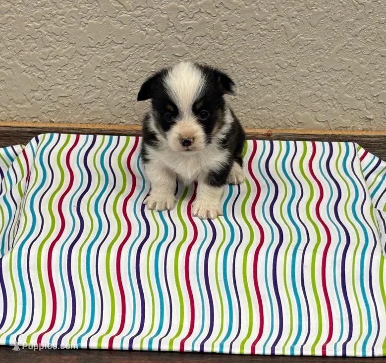 Jax – Pembroke Welsh Corgi puppy for sale in Middlefield, OH